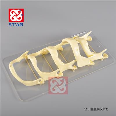 下頜骨發育模型M5002-L