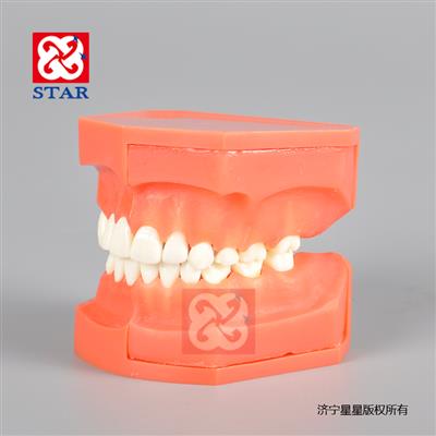 乳牙交替模型M7013