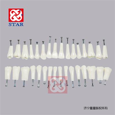 備牙練習模型M7022