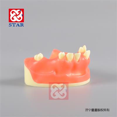 主要可以配合簡易頭模與肩體頭模使用仿骨質不同牙位種植縫合