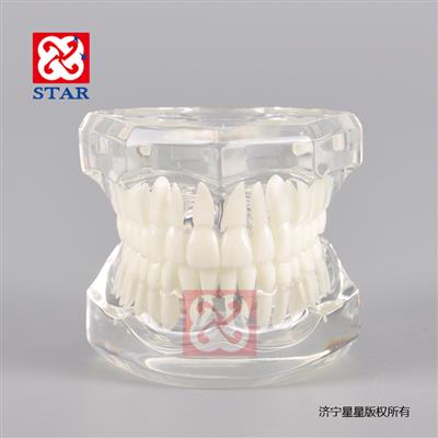 標準模型M7001可以做齲齒托槽練習