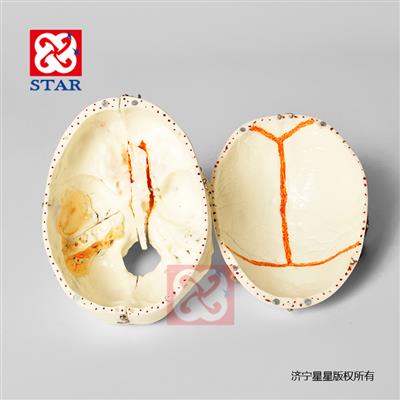 頭顱可拆分十部分，雙色牙顱底顏色展示竇動(dòng)靜脈